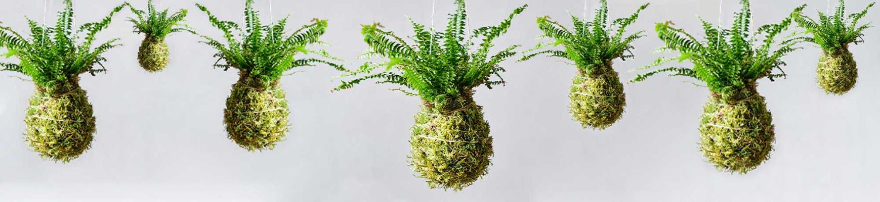 Lav din egen kokedama - en japansk hængeplante